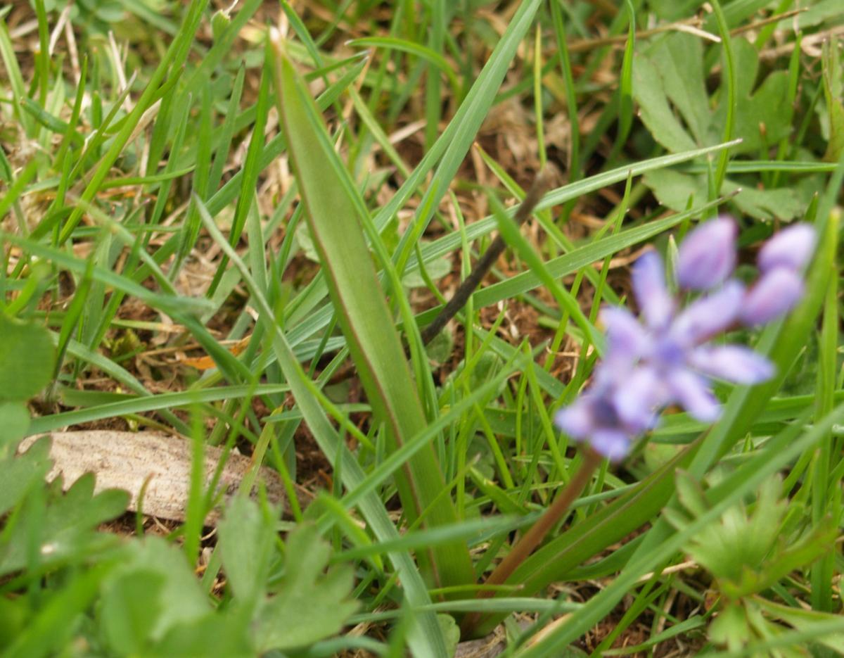 Squill, Alpine leaf